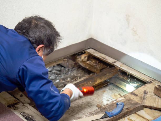 Best Toxic Mold Removal  in Renovo, PA