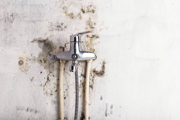 Best Affordable Mold Removal  in Renovo, PA