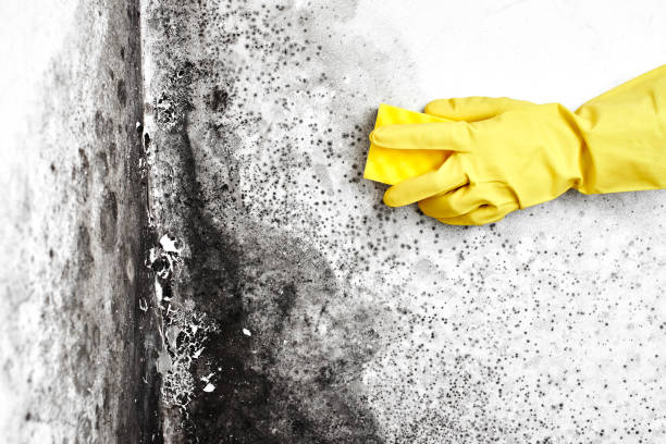 Best Local Mold Removal Service  in Renovo, PA