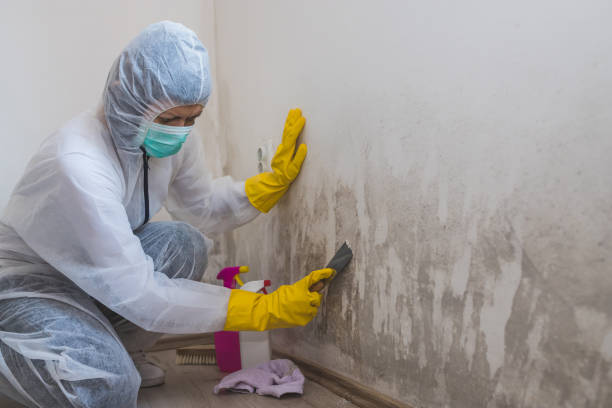Mold Removal and Inspection in Renovo, PA