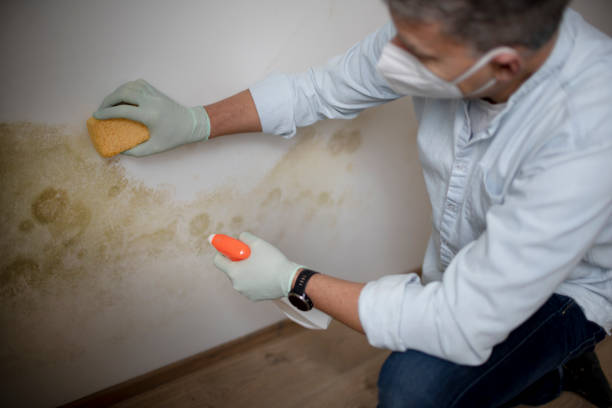 Best Mold Removal Process  in Renovo, PA
