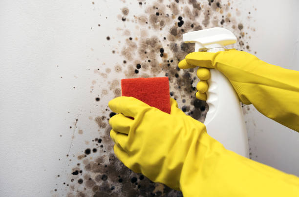 Best Mold Testing  in Renovo, PA