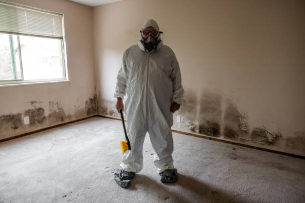 Best Home Mold Removal  in Renovo, PA