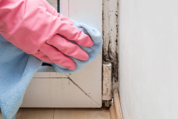 Best Certified Mold Removal  in Renovo, PA