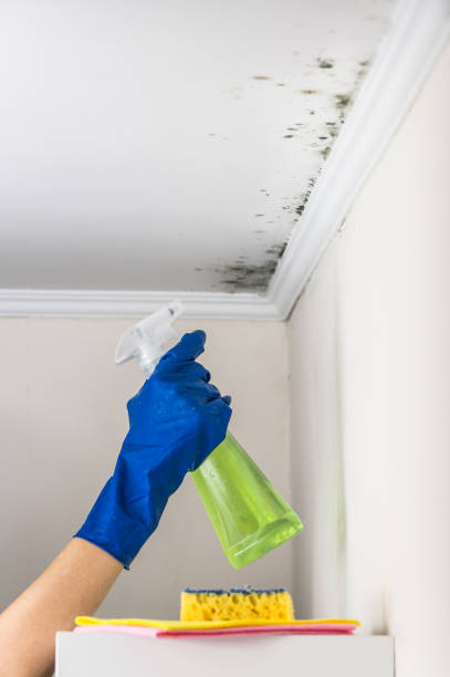 Best Mold Testing  in Renovo, PA