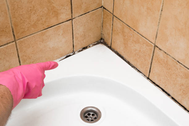 Best Mold Damage Repair  in Renovo, PA