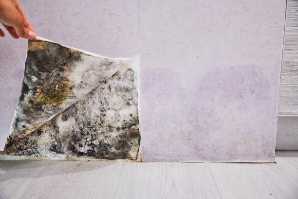 Best Mold Remediation Services  in Renovo, PA